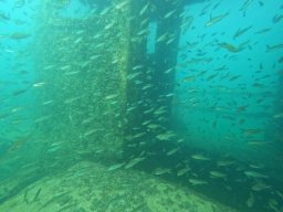 immersioni-estate22 7